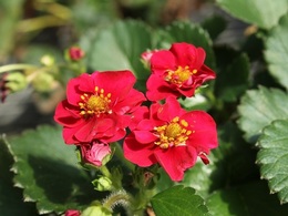 roseberryred20190301.jpg