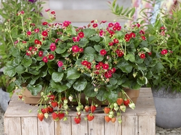 roseberryred20190302.jpg