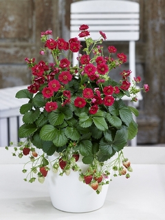 roseberryred20190303.jpg
