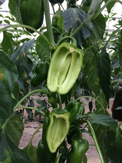 tanenashipe20190301.jpg