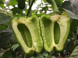 tanenashipe20190302.jpg