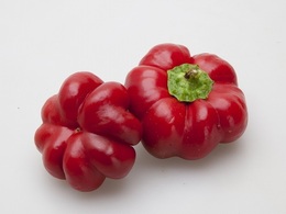tomatopaprika20190301.jpg