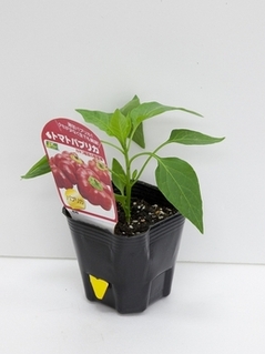 tomatopaprika20190303.jpgのサムネール画像