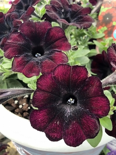 201904071120.jpg