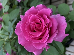 viviann201904.jpg