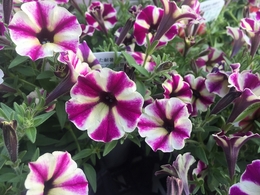 201905092677.jpg