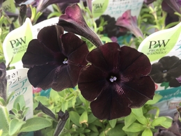 201905092741.jpg