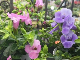 201905183004.jpg