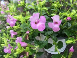 201905183009.jpg