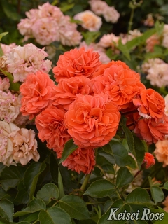 Orangerie201905.jpg