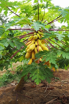 goldensweetpapaya20190501.jpg