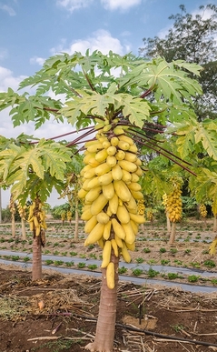 goldensweetpapaya20190502.jpg
