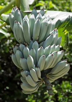 icecreambluebanana20190501.jpg