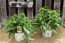 ladygreen20190510.jpg