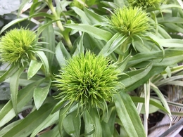 ladyingreen20190518.jpg