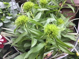 ladyingreen2019051802.jpg