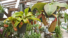 20190601nepenthes.jpg