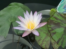 「水生植物『熱帯スイレン』」