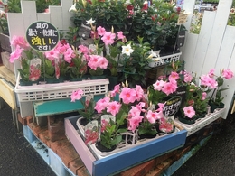 20190627diamantina01.jpg
