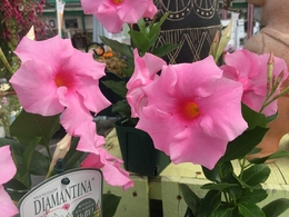 20190627diamantina04.jpg