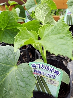 20190627kyur01i.jpg