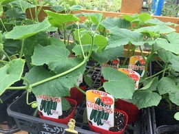 20190627kyur02.jpg