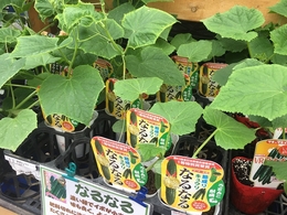 20190627kyur03.jpg