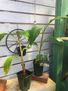 2019icecreambluebanana01.jpg