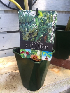 2019icecreambluebanana02.jpg