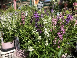 angeloniaserenita20190601.jpg
