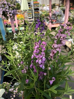 angeloniaserenita20190602.jpg