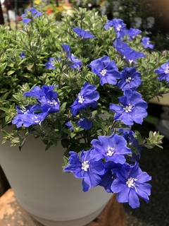 evoluvulusneobluecoral20190701.jpg