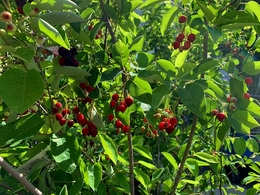 juneberry20190603.jpg
