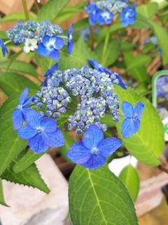 yamaajisai20190603.jpg