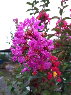 20190721_072855.jpg