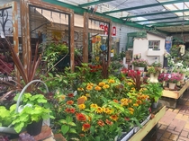 花苗