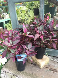 20190801hananae0101.jpg
