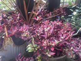 20190801hananae0103.jpg