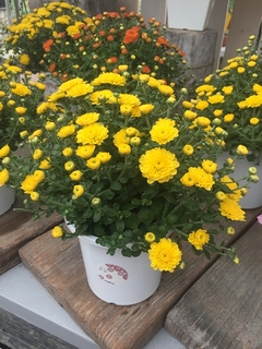 20191001164775.jpg