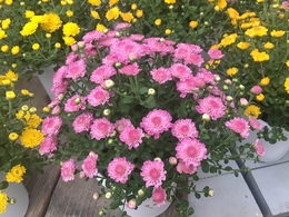 20191001164777.jpg