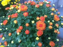 20191001164779.jpg