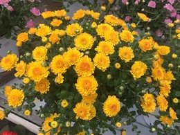20191001164783.jpg