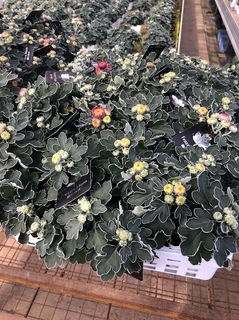 frozonmum201910.jpg