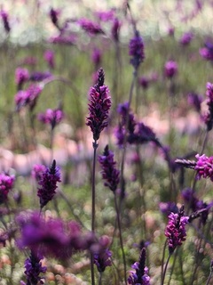 violetfizz201910.jpg