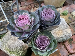 201911270637.jpg