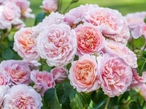 ドイリー1174❤️華麗なツル薔薇の大判ドイリーラメ糸✨54×44㎝ ちいさなクロッシェレースドイリー 日本ヴォーグ社 より #六角形