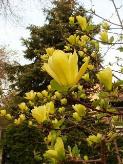 goldengift2020011701.jpg