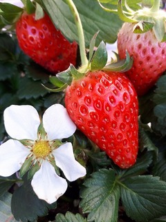 20200223_083320ichigo.jpg