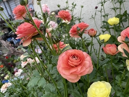 ranunculusrax2020021722.jpg