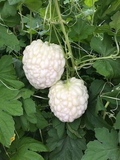 pearl20100327.jpg